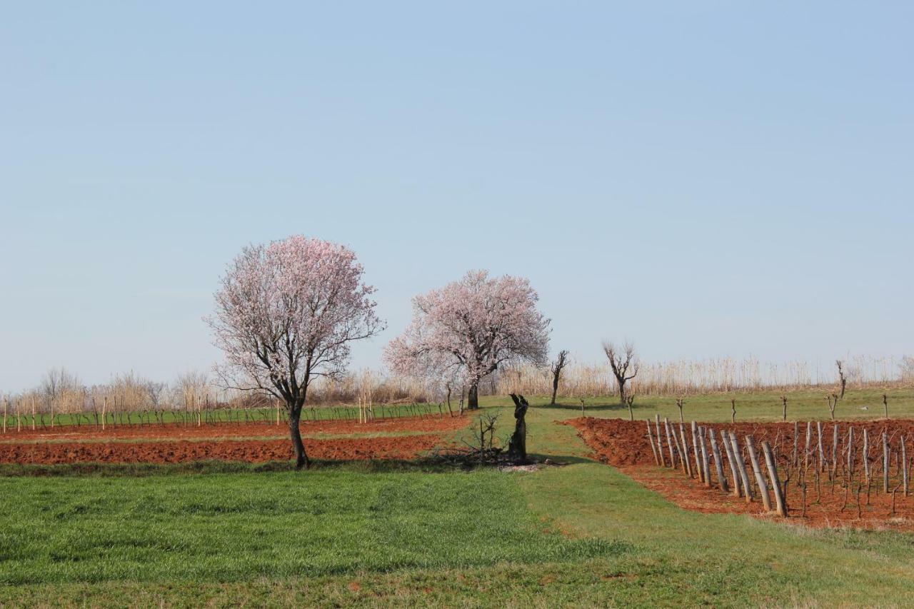 Tenuta Paljari Vižinada Esterno foto