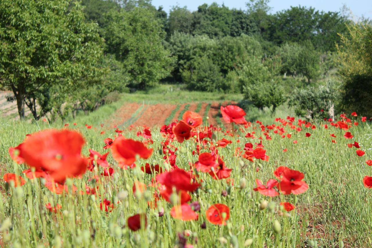Tenuta Paljari Vižinada Esterno foto